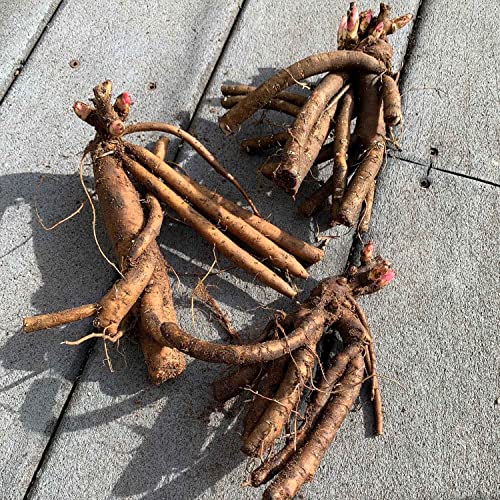 Peony Roots - Mixed - 20 Roots - Mixed Flower Bulbs, Root Attracts Bees, Attracts Butterflies, Attracts Pollinators, Easy to Grow & Maintain, Fragrant, Container Garden