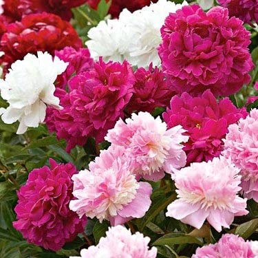 Peony Roots - Mixed - 20 Roots - Mixed Flower Bulbs, Root Attracts Bees, Attracts Butterflies, Attracts Pollinators, Easy to Grow & Maintain, Fragrant, Container Garden