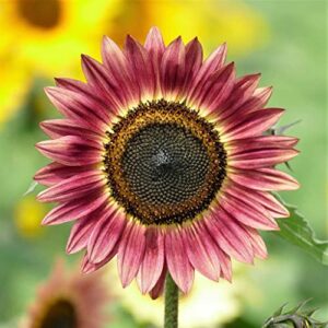 sunflower seeds – autumn beauty – 5 pounds – red/yellow/orange flower seeds, open pollinated seed attracts bees, attracts butterflies, attracts pollinators, easy to grow & maintain, edible, cut