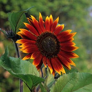 Sunflower Seeds - Autumn Beauty - 5 Pounds - Red/Yellow/Orange Flower Seeds, Open Pollinated Seed Attracts Bees, Attracts Butterflies, Attracts Pollinators, Easy to Grow & Maintain, Edible, Cut