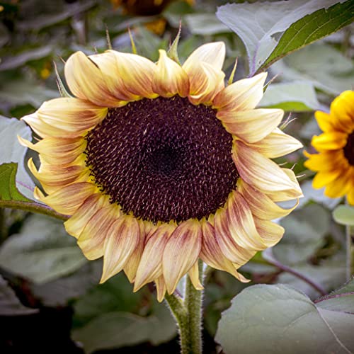 Sunflower Seeds - Autumn Beauty - 5 Pounds - Red/Yellow/Orange Flower Seeds, Open Pollinated Seed Attracts Bees, Attracts Butterflies, Attracts Pollinators, Easy to Grow & Maintain, Edible, Cut