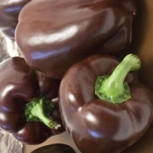 sweet pepper seeds – chocolate beauty – 1/4 pound – vegetable seeds, heirloom seed easy to grow & maintain, container garden