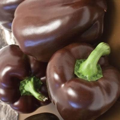 Sweet Pepper Seeds - Chocolate Beauty - 1/4 Pound - Vegetable Seeds, Heirloom Seed Easy to Grow & Maintain, Container Garden
