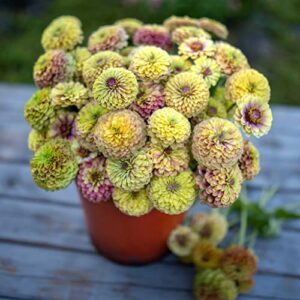 zinnia seeds – queen lime blush – packet – pink/green flower seeds, open pollinated seed attracts bees, attracts butterflies, attracts hummingbirds, attracts pollinators, easy to grow & maintain