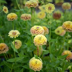 Zinnia Seeds - Queen Lime Blush - Packet - Pink/Green Flower Seeds, Open Pollinated Seed Attracts Bees, Attracts Butterflies, Attracts Hummingbirds, Attracts Pollinators, Easy to Grow & Maintain