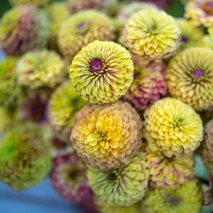 Zinnia Seeds - Queen Lime Blush - Packet - Pink/Green Flower Seeds, Open Pollinated Seed Attracts Bees, Attracts Butterflies, Attracts Hummingbirds, Attracts Pollinators, Easy to Grow & Maintain