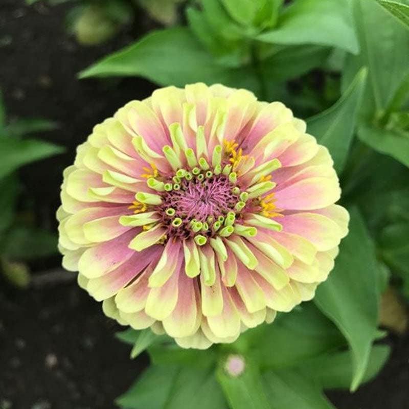 Zinnia Seeds - Queen Lime Blush - Packet - Pink/Green Flower Seeds, Open Pollinated Seed Attracts Bees, Attracts Butterflies, Attracts Hummingbirds, Attracts Pollinators, Easy to Grow & Maintain