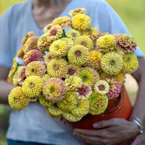 Zinnia Seeds - Queen Lime Blush - Packet - Pink/Green Flower Seeds, Open Pollinated Seed Attracts Bees, Attracts Butterflies, Attracts Hummingbirds, Attracts Pollinators, Easy to Grow & Maintain