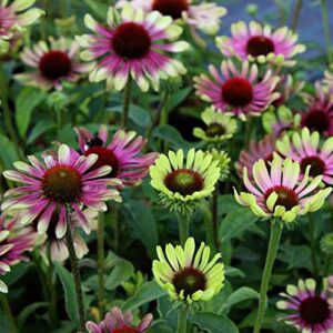 echinacea roots – green twister – 8 roots – green flower bulbs, root attracts hummingbirds, attracts pollinators, easy to grow & maintain, fragrant, container garden