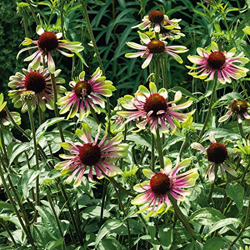 Echinacea Roots - Green Twister - 8 Roots - Green Flower Bulbs, Root Attracts Hummingbirds, Attracts Pollinators, Easy to Grow & Maintain, Fragrant, Container Garden