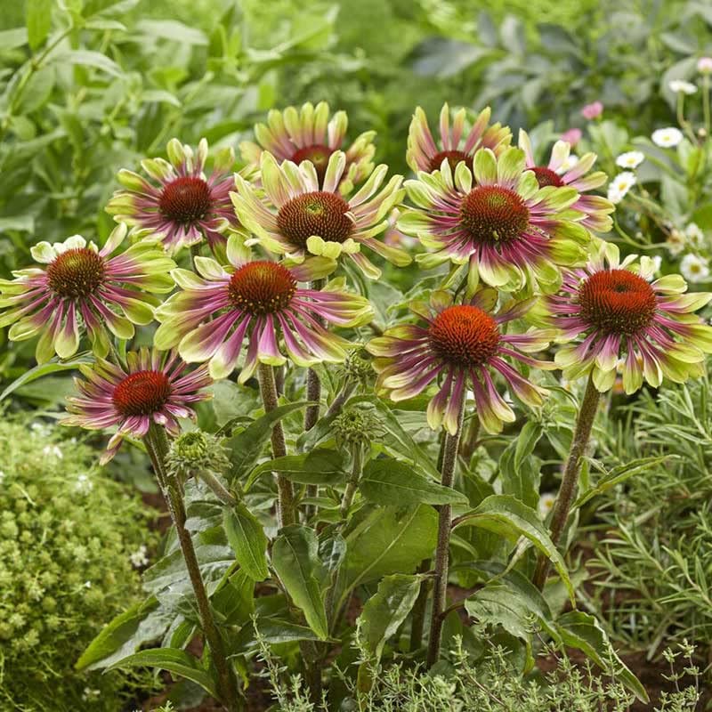 Echinacea Roots - Green Twister - 8 Roots - Green Flower Bulbs, Root Attracts Hummingbirds, Attracts Pollinators, Easy to Grow & Maintain, Fragrant, Container Garden