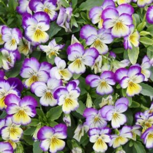 Johnny Jump Up Seeds - 1 Pound - Purple/Yellow/White Flower Seeds, Heirloom Seed Attracts Bees, Attracts Butterflies, Attracts Pollinators, Fragrant, Container Garden