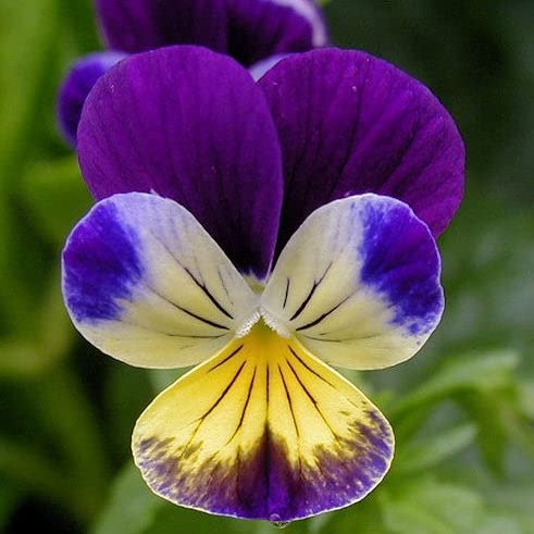 Johnny Jump Up Seeds - 1 Pound - Purple/Yellow/White Flower Seeds, Heirloom Seed Attracts Bees, Attracts Butterflies, Attracts Pollinators, Fragrant, Container Garden
