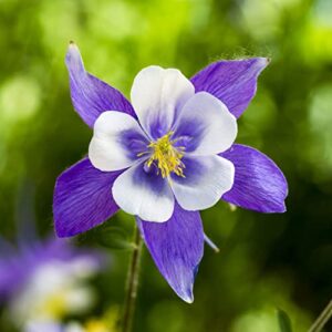 blue columbine seeds – 1/4 pound – blue/white flower seeds, heirloom seed attracts bees, attracts butterflies, attracts hummingbirds, attracts pollinators, extended bloom time, container garden