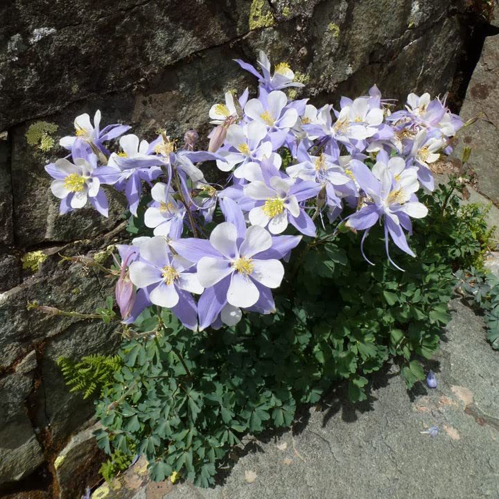 Blue Columbine Seeds - 1/4 Pound - Blue/White Flower Seeds, Heirloom Seed Attracts Bees, Attracts Butterflies, Attracts Hummingbirds, Attracts Pollinators, Extended Bloom Time, Container Garden