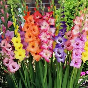 Gladiolus Flower Bulbs - Rainbow Mix - Bag of 20, Mid Summer/Mixed Colored Flowers