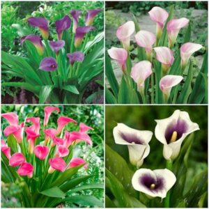 Calla Lily Bulbs - Purple Mix - Bag of 20, Mid Summer/Mixed Purple Flowers