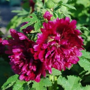 hollyhock seeds (dwarf) – queeny purple – 1 ounce – purple flower seeds, heirloom seed attracts bees, attracts butterflies, attracts hummingbirds, attracts pollinators, easy to grow & maintain