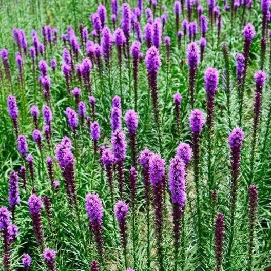 Gayfeather/Blazing Star Seeds - 1 Pound - Purple Flower Seeds, Heirloom Seed Attracts Bees, Attracts Butterflies, Attracts Hummingbirds, Attracts Pollinators, Container Garden