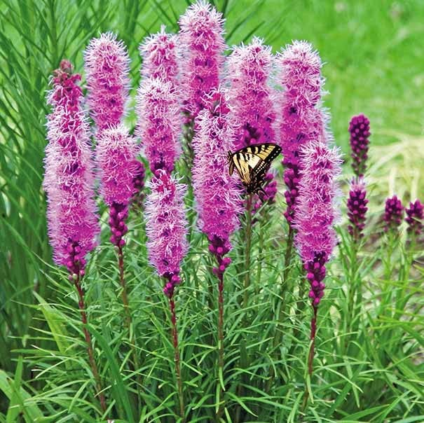 Gayfeather/Blazing Star Seeds - 1 Pound - Purple Flower Seeds, Heirloom Seed Attracts Bees, Attracts Butterflies, Attracts Hummingbirds, Attracts Pollinators, Container Garden