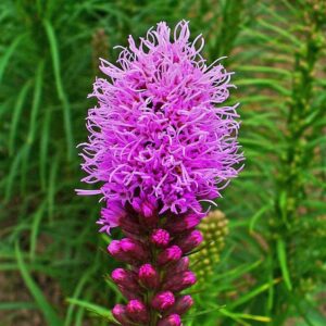 Gayfeather/Blazing Star Seeds - 1 Pound - Purple Flower Seeds, Heirloom Seed Attracts Bees, Attracts Butterflies, Attracts Hummingbirds, Attracts Pollinators, Container Garden