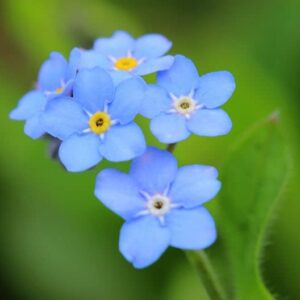 Forget Me Not Seeds - Blue - 1 Pound - Blue Flower Seeds, Heirloom Seed Attracts Bees, Attracts Butterflies, Attracts Hummingbirds, Attracts Pollinators, Easy to Grow & Maintain, Container Garden