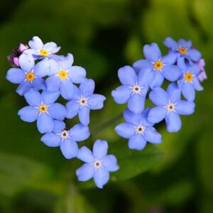 Forget Me Not Seeds - Blue - 1 Pound - Blue Flower Seeds, Heirloom Seed Attracts Bees, Attracts Butterflies, Attracts Hummingbirds, Attracts Pollinators, Easy to Grow & Maintain, Container Garden