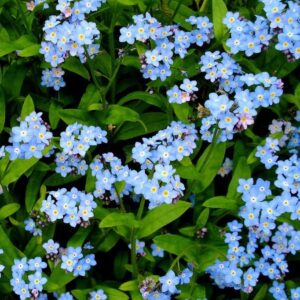 Forget Me Not Seeds - Blue - 1 Pound - Blue Flower Seeds, Heirloom Seed Attracts Bees, Attracts Butterflies, Attracts Hummingbirds, Attracts Pollinators, Easy to Grow & Maintain, Container Garden