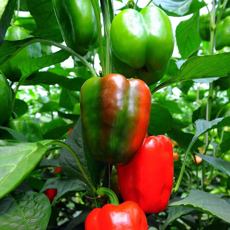 Sweet Pepper Seeds (Organic) - California Wonder - 1/4 Pound - Vegetable Seeds, Heirloom Seed, Organic Seed Easy to Grow & Maintain, Container Garden