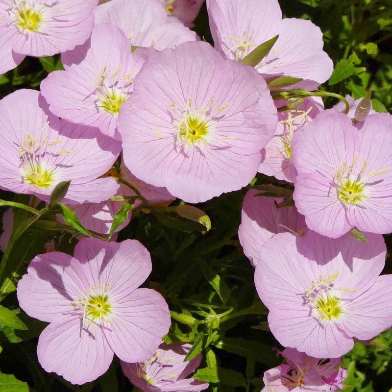 Showy Evening Primrose Seeds - 1/4 Pound - Pink Flower Seeds, Heirloom Seed Attracts Bees, Attracts Pollinators, Easy to Grow & Maintain, Fast Growing, Fragrant, Container Garden