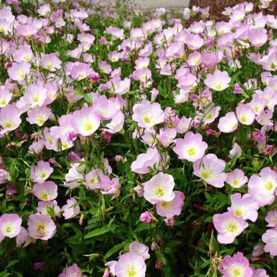 Showy Evening Primrose Seeds - 1/4 Pound - Pink Flower Seeds, Heirloom Seed Attracts Bees, Attracts Pollinators, Easy to Grow & Maintain, Fast Growing, Fragrant, Container Garden