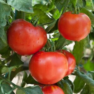 tomato seeds – druzba – 1/4 pound – vegetable seeds, heirloom seed easy to grow & maintain, fast growing, culinary