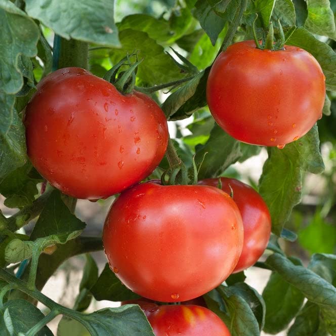 Tomato Seeds - Druzba - 1/4 Pound - Vegetable Seeds, Heirloom Seed Easy to Grow & Maintain, Fast Growing, Culinary