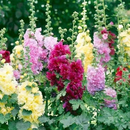 Hollyhock Seeds (Dwarf) - Queeny Mix - 1/4 Pound - Pink/Red/Yellow Flower Seeds, Heirloom Seed Attracts Bees, Attracts Butterflies, Attracts Hummingbirds, Attracts Pollinators