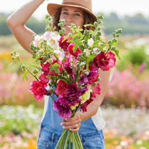 Hollyhock Seeds (Dwarf) - Queeny Mix - 1/4 Pound - Pink/Red/Yellow Flower Seeds, Heirloom Seed Attracts Bees, Attracts Butterflies, Attracts Hummingbirds, Attracts Pollinators