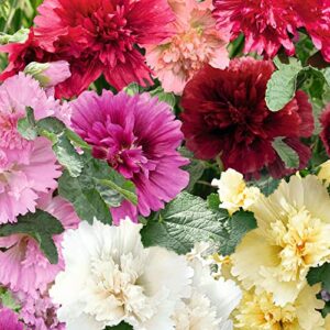 Hollyhock Seeds (Dwarf) - Queeny Mix - 1/4 Pound - Pink/Red/Yellow Flower Seeds, Heirloom Seed Attracts Bees, Attracts Butterflies, Attracts Hummingbirds, Attracts Pollinators