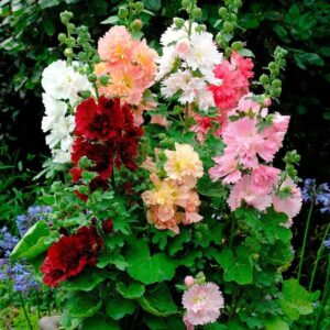 Hollyhock Seeds (Dwarf) - Queeny Mix - 1/4 Pound - Pink/Red/Yellow Flower Seeds, Heirloom Seed Attracts Bees, Attracts Butterflies, Attracts Hummingbirds, Attracts Pollinators