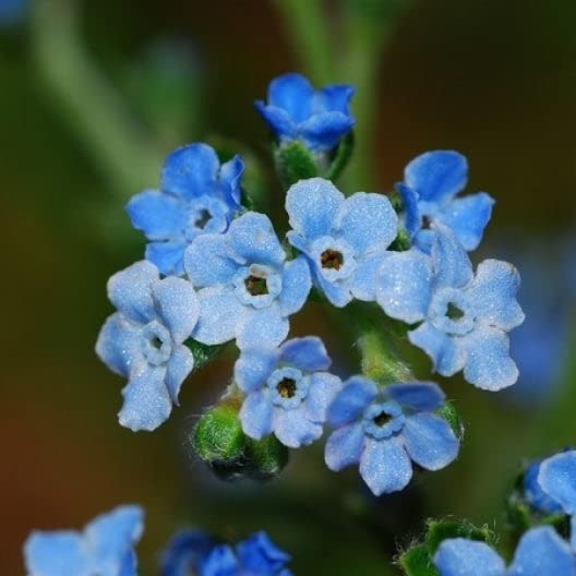 Chinese Forget Me Not Seeds - 5 Pounds - Blue Flower Seeds, Heirloom Seed Attracts Bees, Attracts Butterflies, Attracts Hummingbirds, Attracts Pollinators, Easy to Grow & Maintain, Container Garden