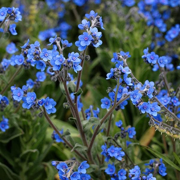 Chinese Forget Me Not Seeds - 5 Pounds - Blue Flower Seeds, Heirloom Seed Attracts Bees, Attracts Butterflies, Attracts Hummingbirds, Attracts Pollinators, Easy to Grow & Maintain, Container Garden