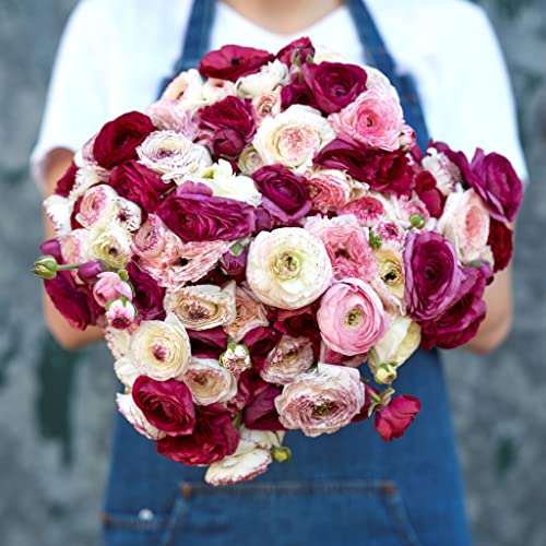 Ranunculus Bulbs - Crushed Berry Mix - 100 Bulbs - Mixed Flower Bulbs, Corm Attracts Bees, Attracts Pollinators, Easy to Grow & Maintain, Fragrant, Container Garden