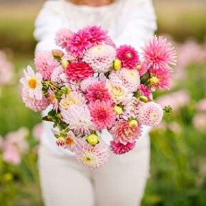 dahlia bulbs (ball & decorative) – madeline mix – 10 bulbs – mixed flower bulbs, tuber attracts bees, attracts butterflies, attracts pollinators, easy to grow & maintain, fast growing, cut flower