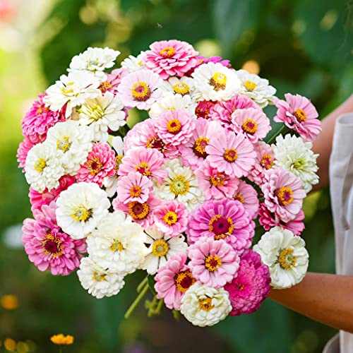 Zinnia Seeds - Isn't This Romantic Mix - 1 Pound - Pink/Yellow/White Flower Seeds, Open Pollinated Seed Attracts Bees, Attracts Butterflies, Attracts Hummingbirds, Attracts Pollinators, Easy to