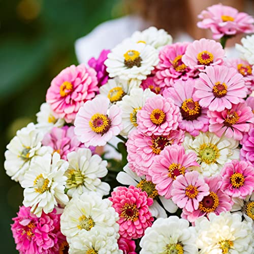 Zinnia Seeds - Isn't This Romantic Mix - 1 Pound - Pink/Yellow/White Flower Seeds, Open Pollinated Seed Attracts Bees, Attracts Butterflies, Attracts Hummingbirds, Attracts Pollinators, Easy to