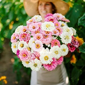 Zinnia Seeds - Isn't This Romantic Mix - 1 Pound - Pink/Yellow/White Flower Seeds, Open Pollinated Seed Attracts Bees, Attracts Butterflies, Attracts Hummingbirds, Attracts Pollinators, Easy to