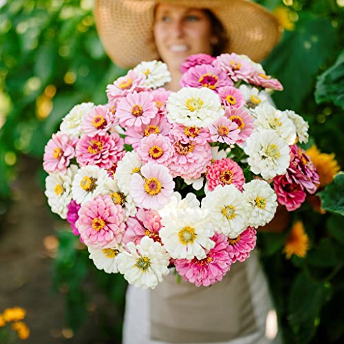 Zinnia Seeds - Isn't This Romantic Mix - 1 Pound - Pink/Yellow/White Flower Seeds, Open Pollinated Seed Attracts Bees, Attracts Butterflies, Attracts Hummingbirds, Attracts Pollinators, Easy to