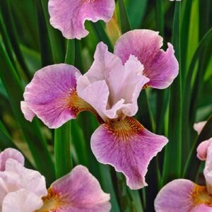 Siberian Iris Roots - Dance Ballerina Dance - 10 Roots - Pink Flower Bulbs, Root Attracts Bees, Attracts Butterflies, Attracts Pollinators, Easy to Grow & Maintain, Fragrant, Cut Flower Garden