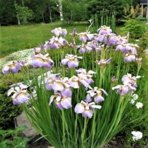 Siberian Iris Roots - Dance Ballerina Dance - 10 Roots - Pink Flower Bulbs, Root Attracts Bees, Attracts Butterflies, Attracts Pollinators, Easy to Grow & Maintain, Fragrant, Cut Flower Garden