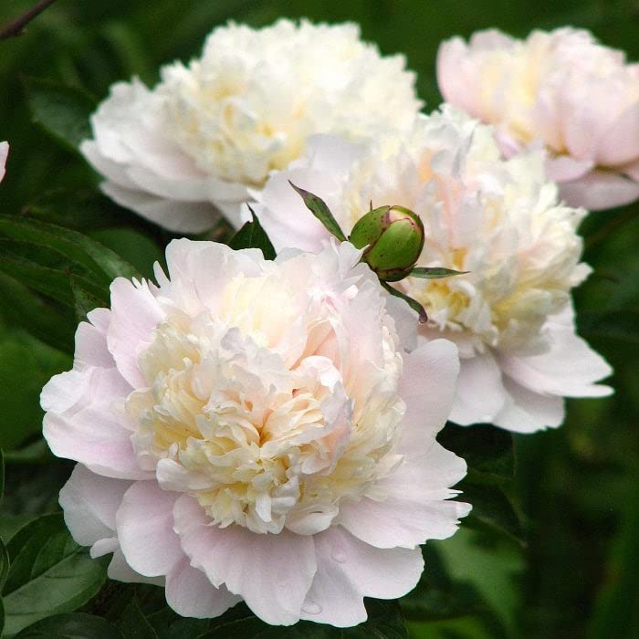 Peony Roots - Shirley Temple - 4 Roots - Pink Flower Bulbs, Root Attracts Bees, Attracts Butterflies, Attracts Pollinators, Easy to Grow & Maintain, Fragrant, Container Garden