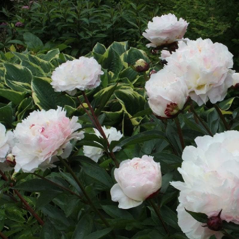 Peony Roots - Shirley Temple - 4 Roots - Pink Flower Bulbs, Root Attracts Bees, Attracts Butterflies, Attracts Pollinators, Easy to Grow & Maintain, Fragrant, Container Garden