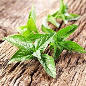 basil seeds – lemon – 1 pound – herb seeds, open pollinated seed easy to grow & maintain, fast growing, container garden